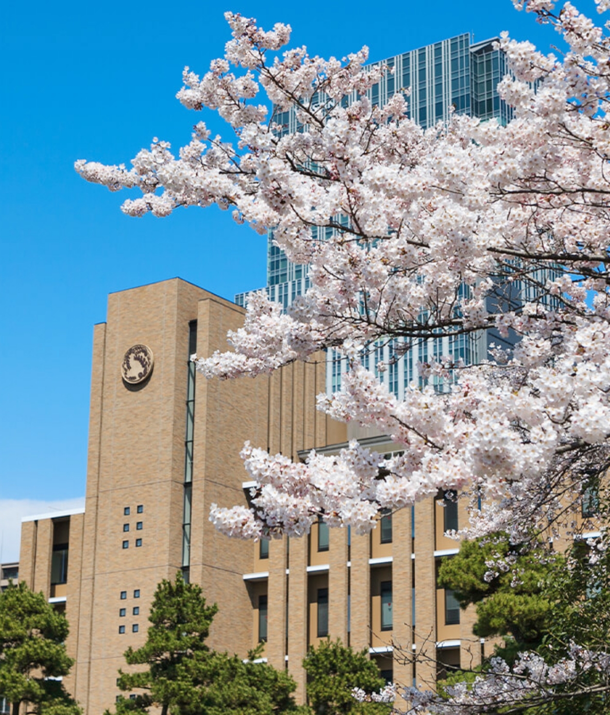 世界から東北大学へ