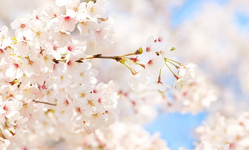cherry-blossom_00035_500_300