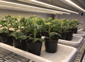 https://gpfood.agri.tohoku.ac.jp/
